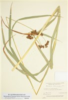 藏品(藨草)的圖片